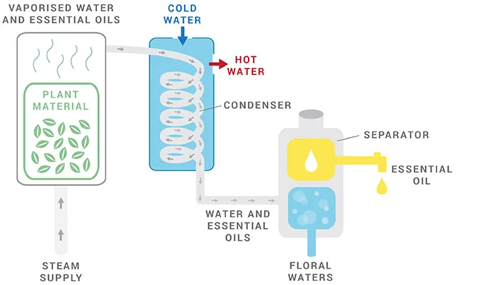 Direct Steam Distillation For Essential Oil Extraction Direct Steam Distillation For Essential Oil Extraction