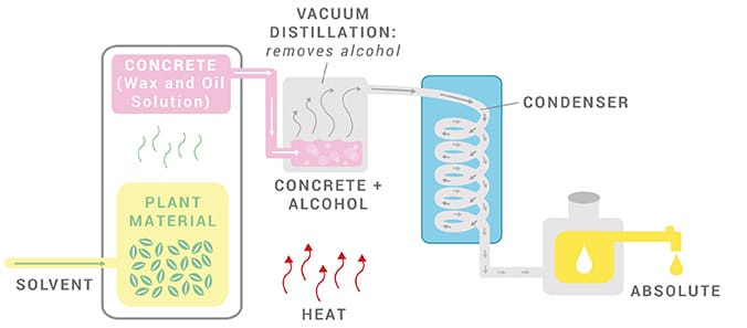 Solvent Extraction for Essential Oil Extraction Solvent Extraction for Essential Oil Extraction