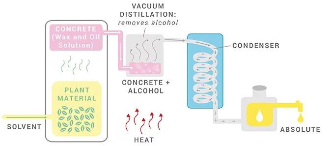 Solvent Extraction for Essential Oil Extraction Solvent Extraction for Essential Oil Extraction