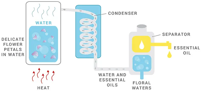 Water Distillation for Essential Oil Extraction Water Distillation for Essential Oil Extraction